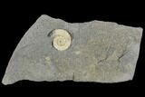 Fossil Ammonite (Promicroceras) - Lyme Regis #110698-1
